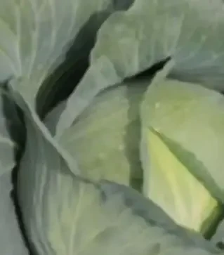 Насіння білоголової капусти Тайфун F1, п.о. 2,5 тис. насінин (Bejo)