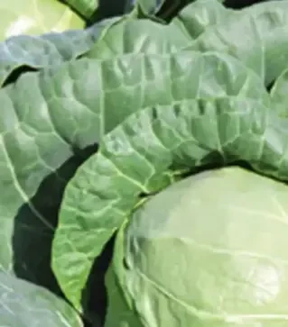 Насіння білоголової капусти Тіара F1, п.о. 2,5 тис. насінин (Bejo)