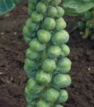 Насіння капусти броколі Абакус F1, п.о. 2,5 тис. насінин (Syngenta)