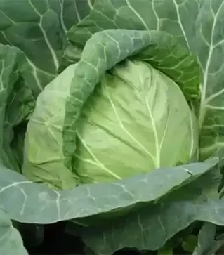 Насіння білоголової капусти Магнус F1, п.о. 2,5 тис. насінин (Hazera)