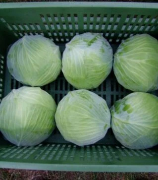 Семена белокочанной капусты Муксума F1, п.е. 1 тыс. семян (Rijk Zwaan)