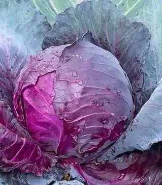 Семена красноголовой капусты Ред Джевел F1, п.е. 1 тыс. семян (Sakata)