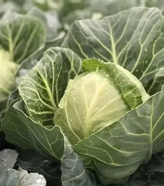 Насіння білоголової капусти Сплеш Бол F1, п.о. 2,5 тис. насінин (Hazera)