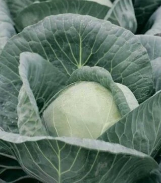 Семена белокочанной капусты Адема F1, п.е. 1 тыс. семян (Rijk Zwaan)