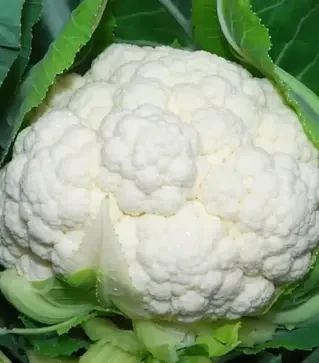 Семена цветной капусты Наутилус F1, п.е. 10 тыс. семян (Clause)