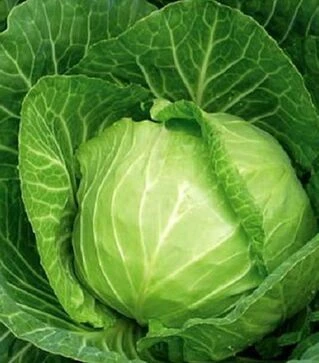 Семена белокочанной капусты Раменос F1, п.е. 10 тыс. семян (Hazera)