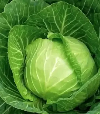 Семена белокочанной капусты Раменос F1, п.е. 10 тыс. семян (Hazera)