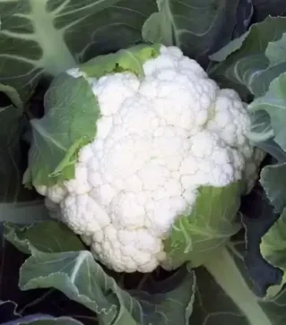 Насіння цвітної капусти Опал, п.о. 2,5 тис. насінин (Rijk Zwaan)