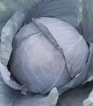 Насіння червоноголової капусти Родіма F1, п.о. 1 тис. насінин (Rijk Zwaan)