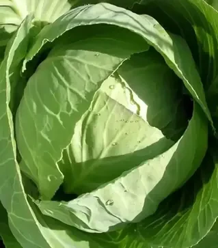 Насіння білоголової капусти Білосніжка, 500 г (Коуел)