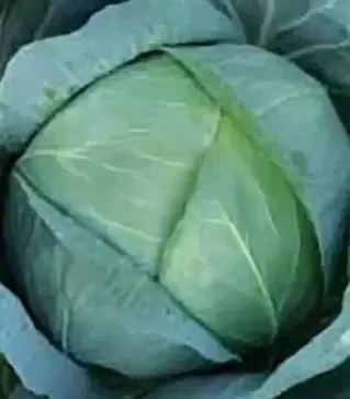 Семена белокочанной капусты Бирюза, 500 г (Коуэлл)