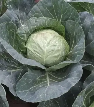 Насіння білоголової капусти Бетті F1, п.о. 2,5 тис. насінин (Moravoseed)