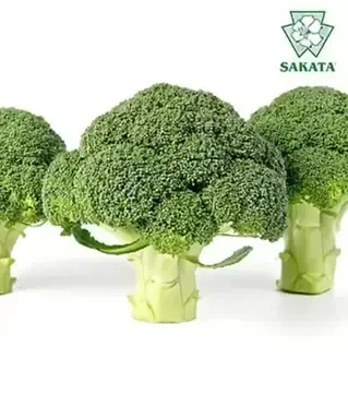 Семена капусты брокколи Эос F1, п.е. 1 тыс. семян (Sakata)