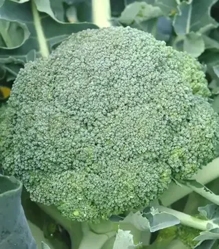 Семена капусты брокколи Аполена F1, п.е. 2500 семян (Moravoseed)