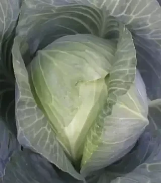 Насіння білоголової капусти Атрія F1, п.о. 2500 насінин (Seminis)