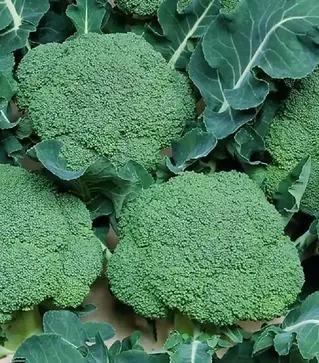 Семена капусты брокколи Белстар F1, п.е. 2500 семян (Bejo)