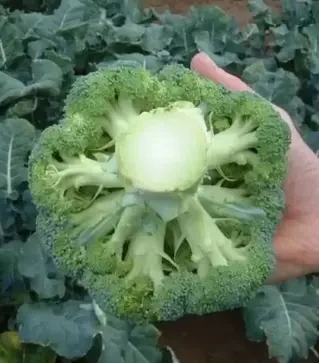 Насіння капусти броколі Партенон F1, п.о. 1 тис. насінин (Sakata)