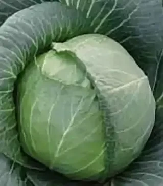 Насіння білоголової капусти Брауншвайгер, 500 г (Коуел)