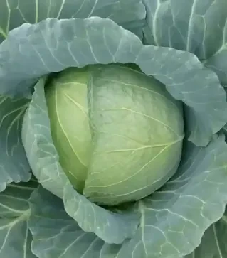 Насіння білоголової капусти Хонка F1, п.о. 2500 насінин (Kitano Seeds)