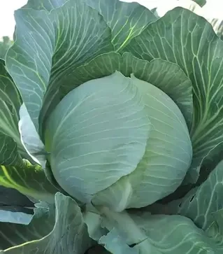 Семена белокочанной капусты Гилсон F1, п.е. 2500 семян (Hazera)