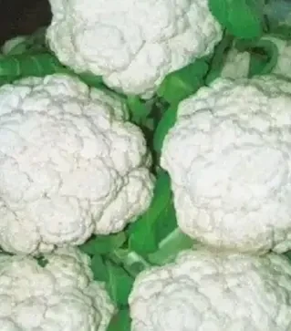 Насіння цвітної капусти Джава F1, п.о. 2500 насінин (Syngenta)