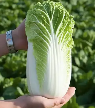 Насіння пекінської капусти Білко F1, п.о. 2500 насінин (Bejo)