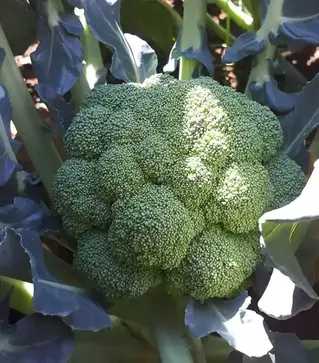 Семена капусты брокколи Самоа F1, п.е. 2500 семян (Cora Seeds)