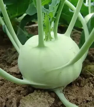 Семена капусты кольраби Креф F1, п.е. 2500 семян (Moravoseed)