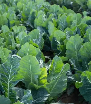 Насіння капусти Валмер F1, п.о. 2500 насінин (Rijk Zwaan)