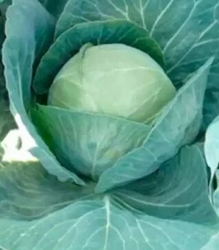 Насіння капусти Алабама F1, п.о. 2,5 тис. насінин (Spark Seeds)