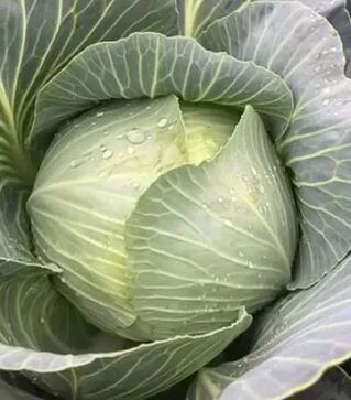 Семена белокочанной капусты Конгама, п.е. 2,5 тыс. семян (Rijk Zwaan)