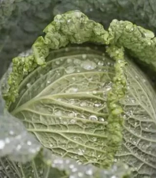 Семена савойской капусты Мадлен F1, п.е. 1 тыс. семян (Rijk Zwaan)