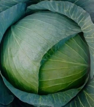 Семена белокочанной капусты Сапфир F1, п.е. 2,5 тыс. семян (NongWoo Bio)