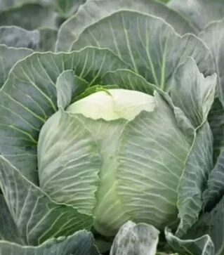 Насіння білоголової капусти Флексіма F1, п.о. 1 тис. насінин (Rijk Zwaan)