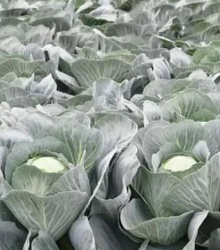 Насіння білоголової капусти Флексіма F1, п.о. 1 тис. насінин (Rijk Zwaan)