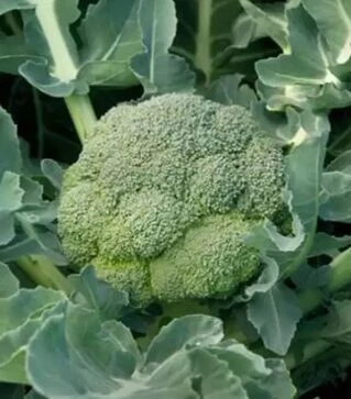 Семена капусты брокколи Агасси F1, п.е. 2,5 тыс. семян (Rijk Zwaan)