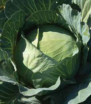 Насіння білоголової капусти Агрессор F1, п.о. 2,5 тис. насінин (Syngenta)