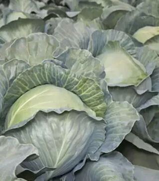 Семена белокочанной капусты Аксона F1 (КС 29), п.е. 2,5 тыс. семян (Kitano Seeds)