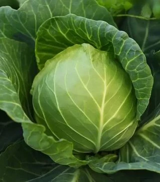 Семена белокочанной капусты Алина F1, п.е. 2,5 тыс. семян (NongWoo Bio)