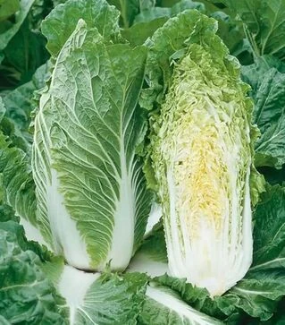 Семена пекинской капусты Анако F1, п.е. 2,5 тыс. семян (NongWoo Bio)