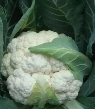 Насіння цвітної капусти  Барселона F1, п.о. 2,5 тис. насінин (Hazera)