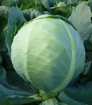 Семена белокочанной капусты Бунка F1 (КС 60), п.е. 2,5 тыс. семян (Kitano Seeds)