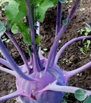 Семена капусты кольраби Виолета, 1 кг (Moravoseed)