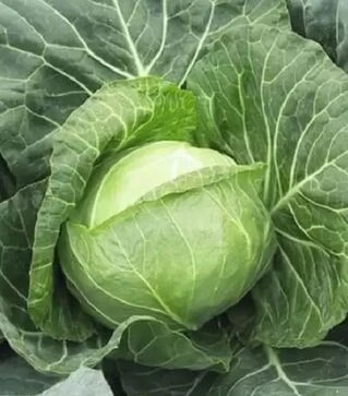 Насіння білоголової капусти Вірджиния F1, п.о. 2,5 тис. насінин (Spark Seeds)