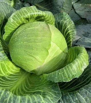 Семена белокочанной капусты Гальватрон F1, п.е. 2,5 тыс. семян (Seminis)