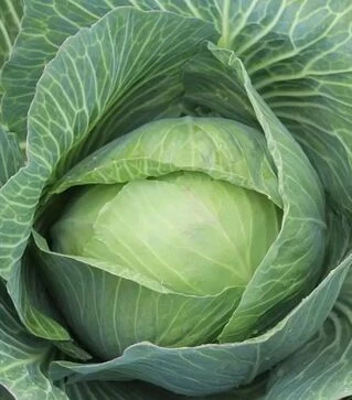 Насіння білоголової капусти Дітмаршер Фрюєр, 500 г (Коуел)