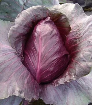 Насіння червоноголової капусти Калібос, 1 кг (Moravoseed)