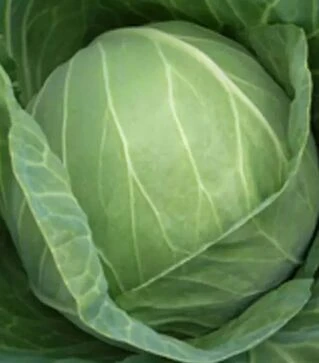 Семена белокочанной капусты Кебтон F1, п.е. 2,5 тыс. семян (Bejo)