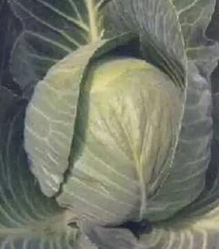 Насіння білоголової капусти Кентукі F1, п.о. 2,5 тис. насінин (Spark Seeds)