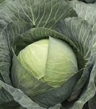 Насіння білоголової капусти Кіластрес F1, п.о. 2,5 тис. насінин (Syngenta)